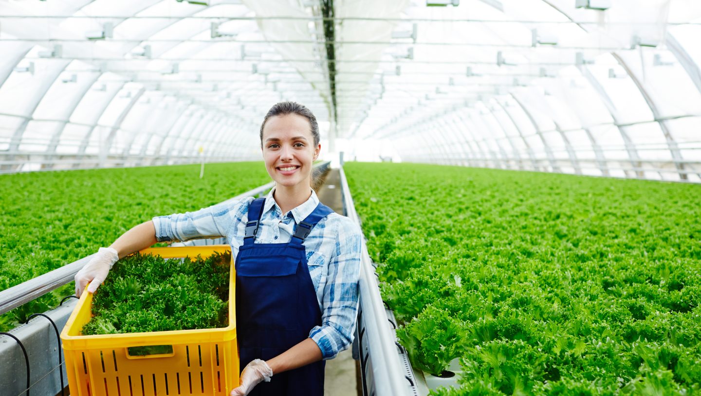 Agribusiness Lettuce Farm