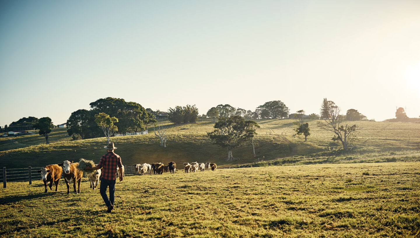 A rural landscape at sunrise featuring a person walking through a paddock alongside a herd of cattle. Rolling green hills, scattered trees and farm fencing stretch across the background under a clear sky.