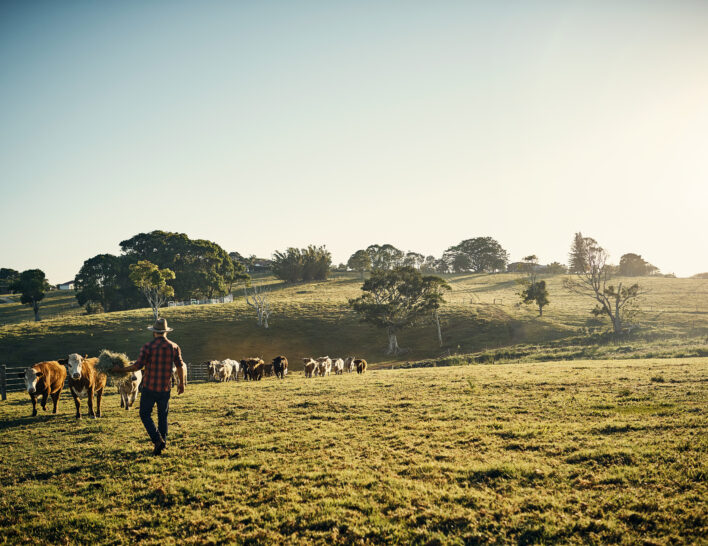 A rural landscape at sunrise featuring a person walking through a paddock alongside a herd of cattle. Rolling green hills, scattered trees and farm fencing stretch across the background under a clear sky.