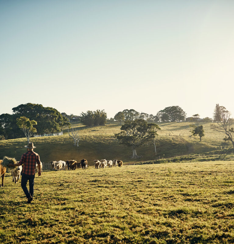A rural landscape at sunrise featuring a person walking through a paddock alongside a herd of cattle. Rolling green hills, scattered trees and farm fencing stretch across the background under a clear sky.