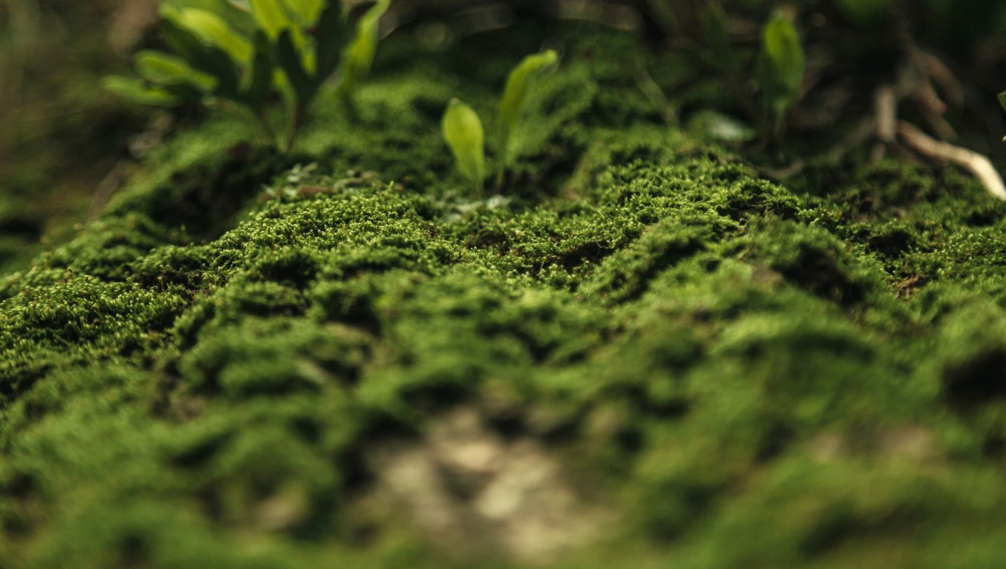 sustainability